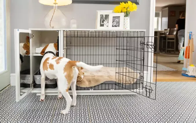 Learn how to crate train an older dog with ease
