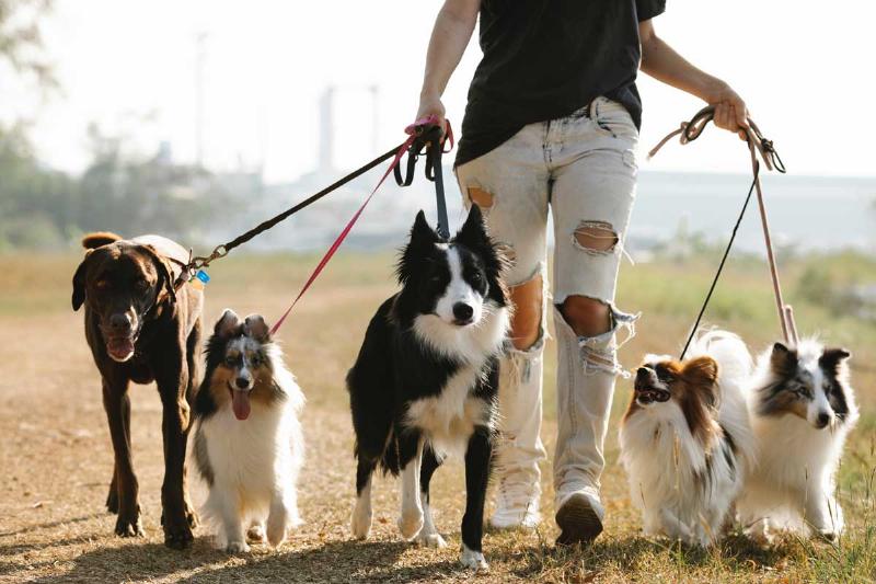 A dog being trained to walk calmly on a leash using positive reinforcement techniques