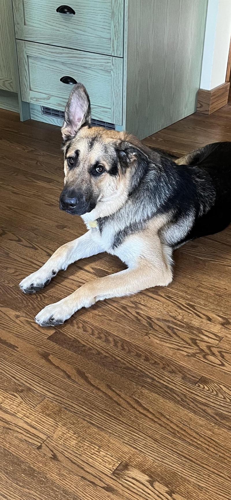 A person using a high-quality brown leather dog training leash to walk a German Shepherd in a park, demonstrating control and comfort.