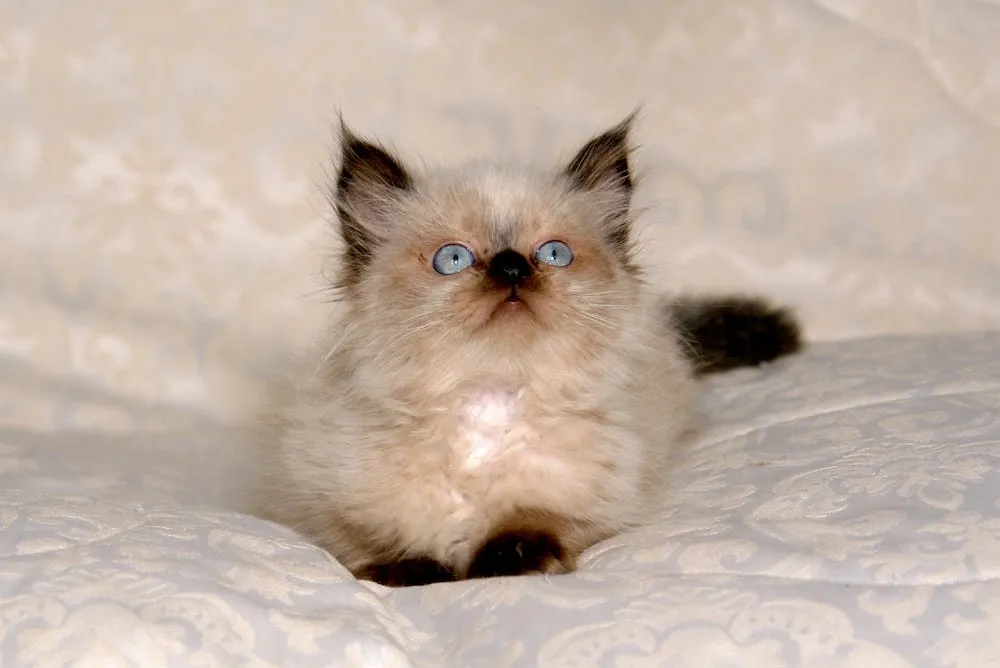 lilac himalayan cat color