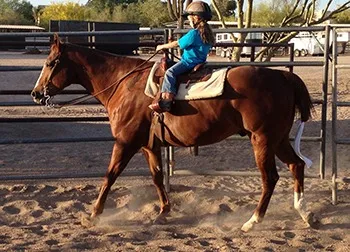 Little girl riding a horse in an arena