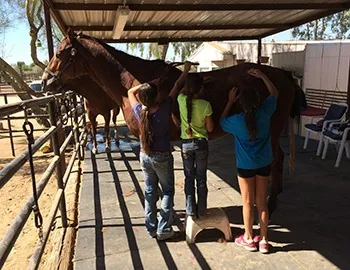 Little girls brushing a horse