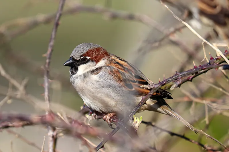 Lower ranking male sparrow