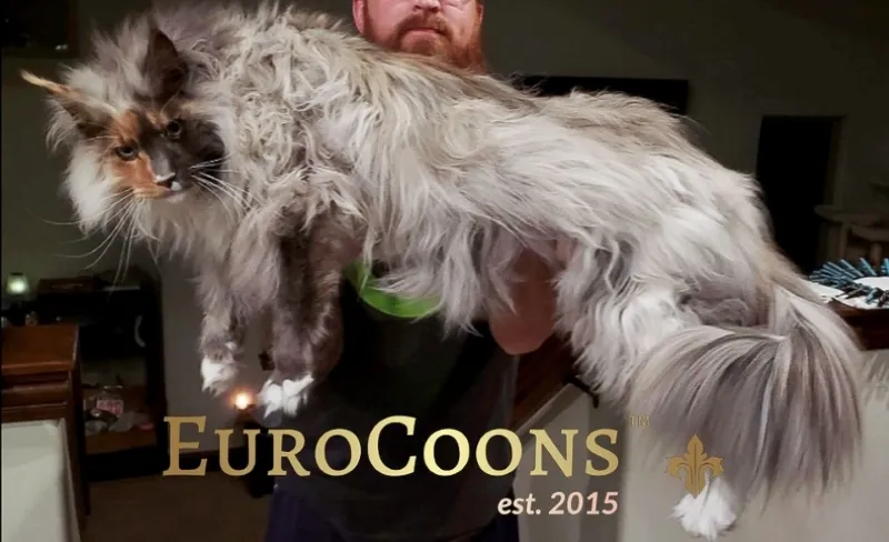 Maine Coon kittens for sale across USA — serving discerning families in California, Florida, New York, Texas, Massachusetts, Washington, and select destinations across the United States. EuroCoons Maine Coon kittens for sale Saturday, January 10, 2026