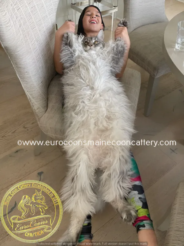 Maine Coon kittens for sale — serving Maine Coon buyers in California, Florida, Texas, New York, Colorado and other destinations across the United States. Luxury Maine Coon cats and Maine Coon kittens for sale Saturday, January 10, 2026