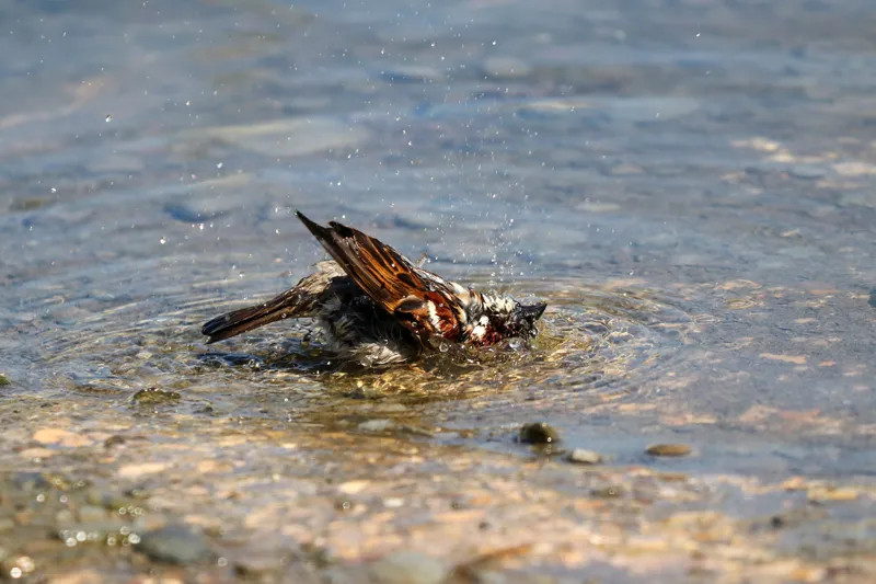 Male house sparrow bathing