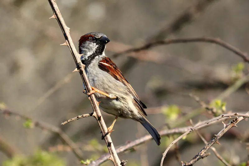 Male house sparrow with a prominent black bib