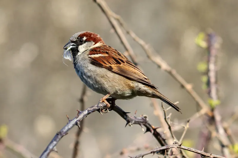 Male sparrow with nesting material in beak