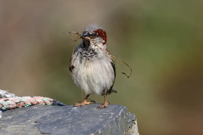 Male sparrows carrying vegetation