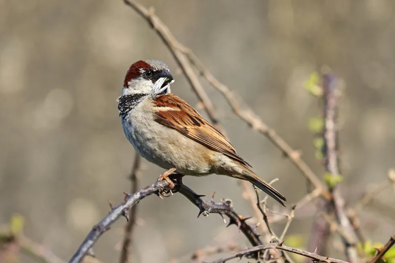 Male with nesting material