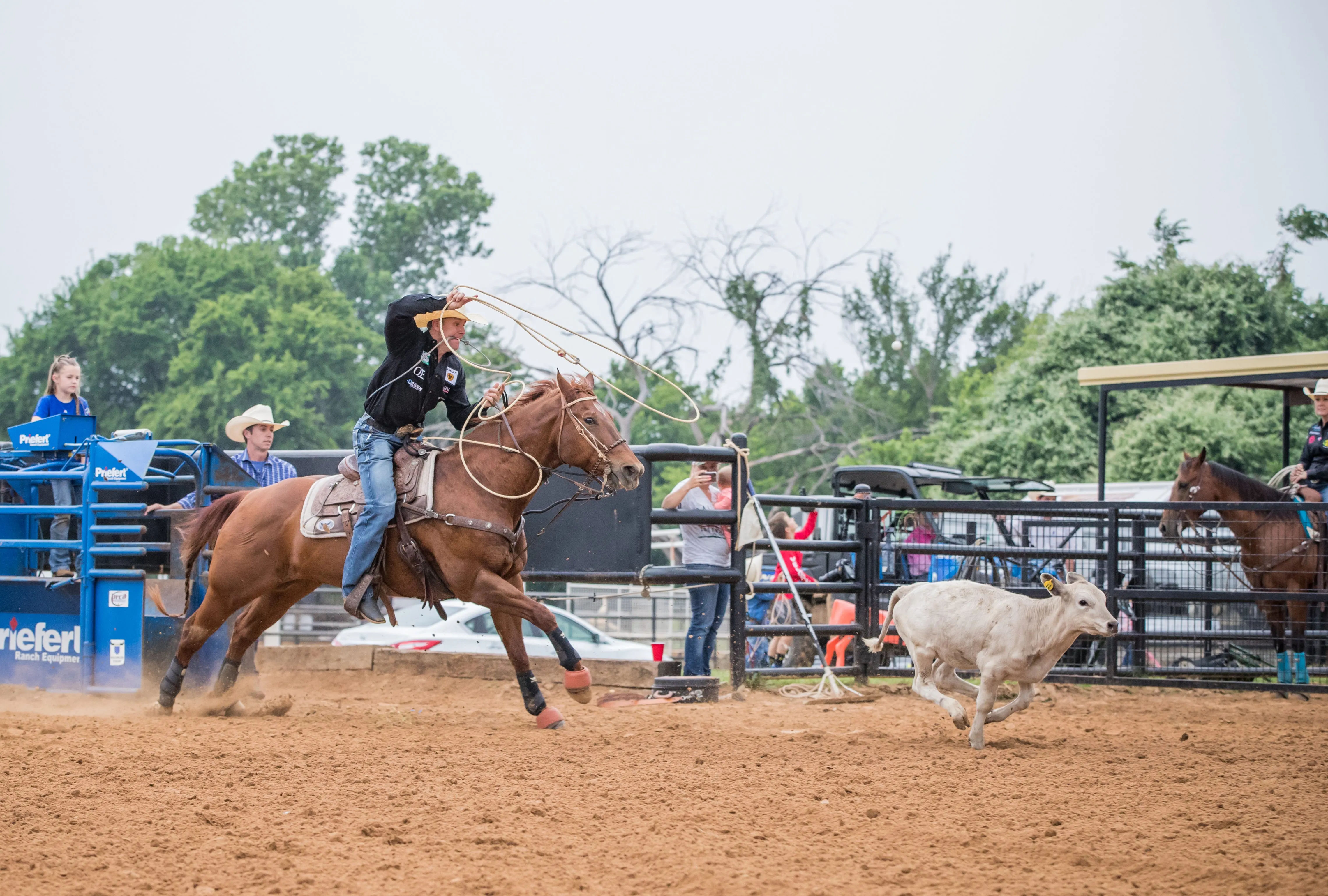 Man swinging calf rope chasing calf
