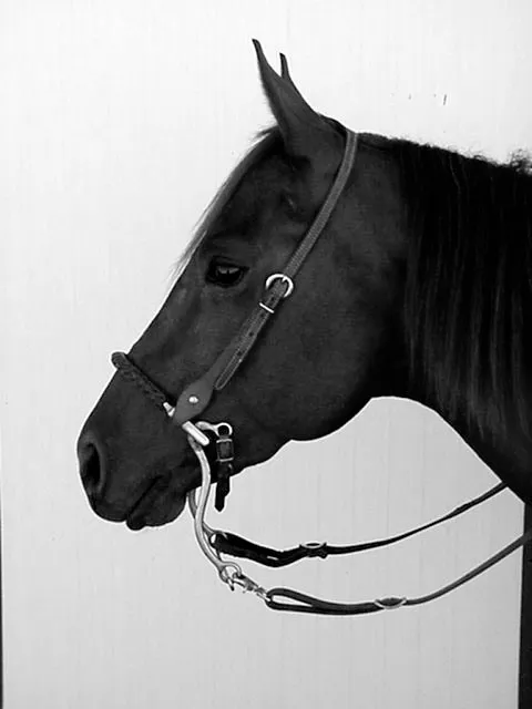 Mechanical Hackamore.