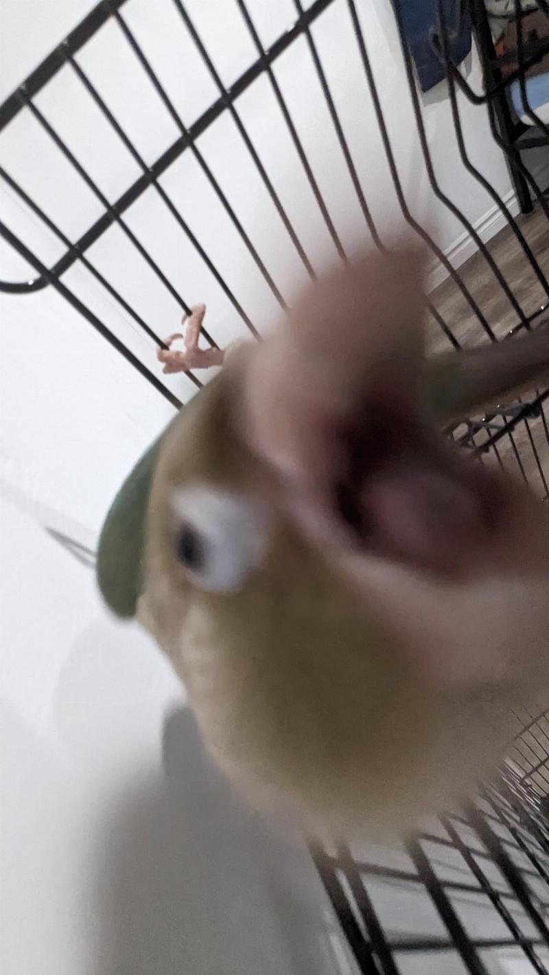 alt-text=Player taming a parrot in Minecraft with seeds, making it sit on their shoulder.