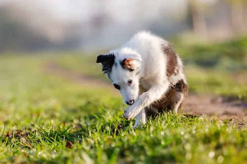 Mixed-breed dog sits in a field licking its paw