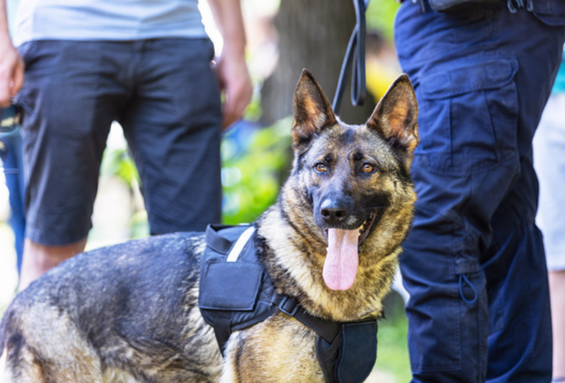 highly trained military working dog on patrol in a modern conflict zone