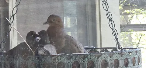 Mourning dove fledglings in their nest, approximately one week old.