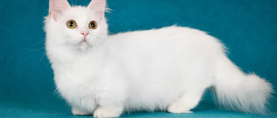 Munchkin cat sitting upright like a prairie dog