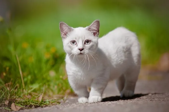 munchkin kitten outdoors