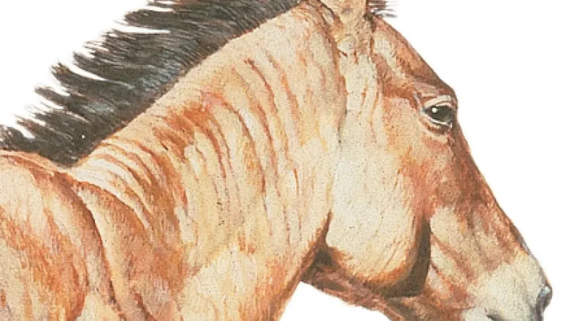 An artistic rendering from the documentary Nature Equus The Story of the Horse, showing the evolutionary line from the small Eohippus to the modern horse.