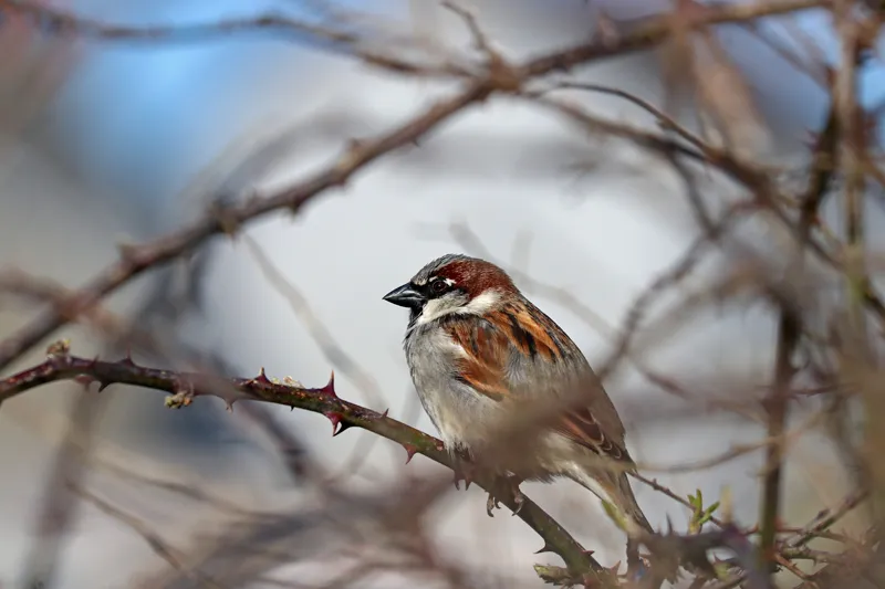 Navigating the brambles