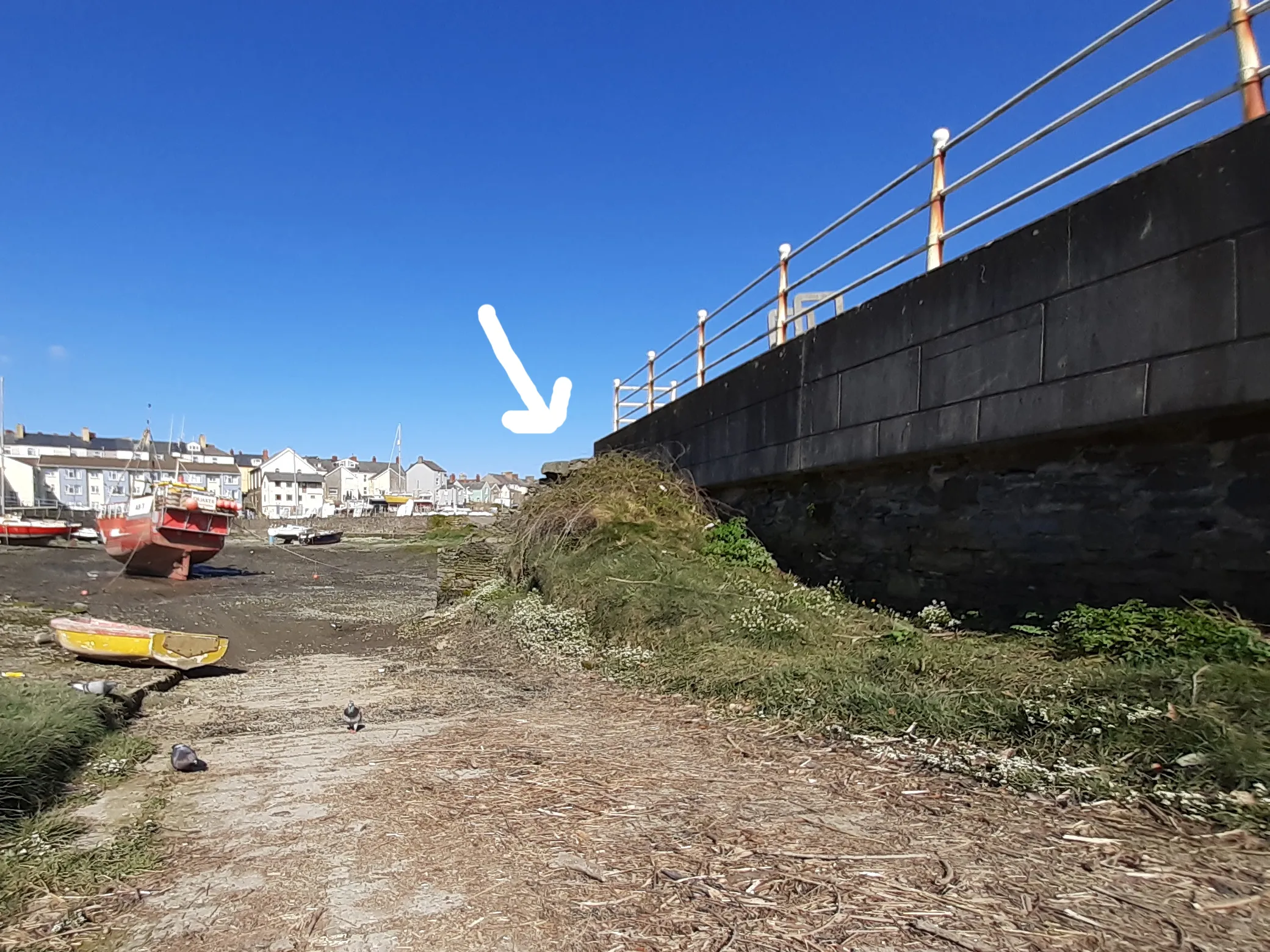 Nest site of house sparrows