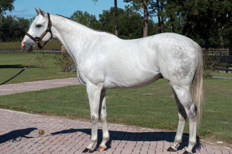 A majestic bay horse being led by a trainer through a lush, green pasture in Ocala, FL, with iconic live oak trees in the background.