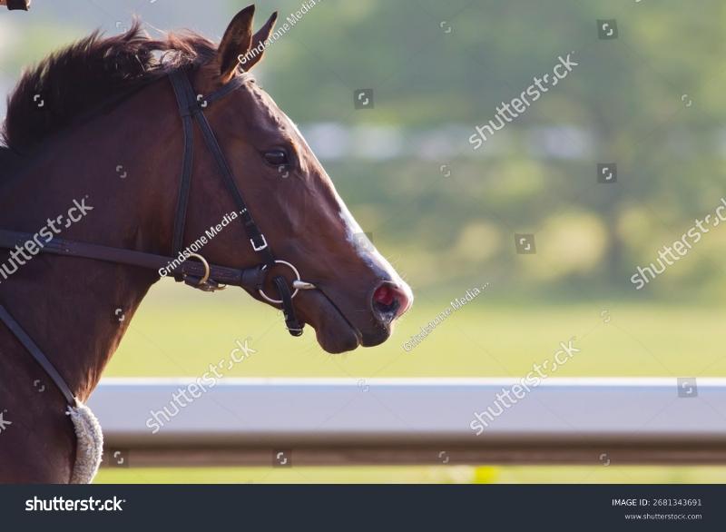 A thrilling harness race in action at Ocean Downs, with horses and sulkies kicking up dust on the track under bright evening lights.