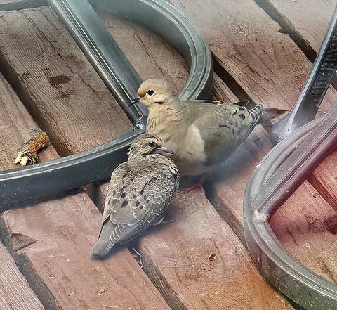 One of the young mourning dove fledglings is seen safely on the deck after being scared from its nest.