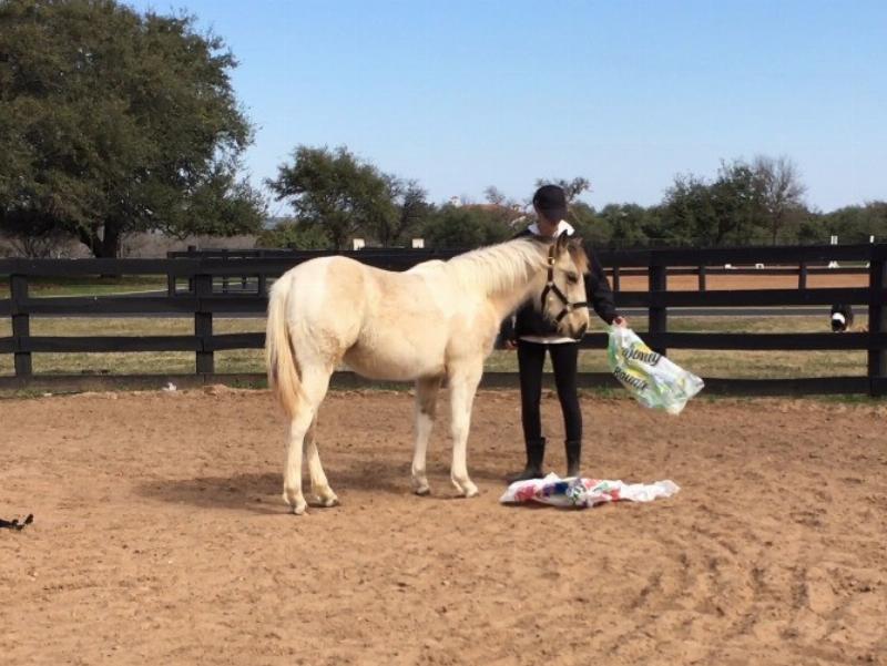 A close-up shot of a rider's hand gently offering a treat to her horse, symbolizing the positive reinforcement aspect of operant conditioning horse training