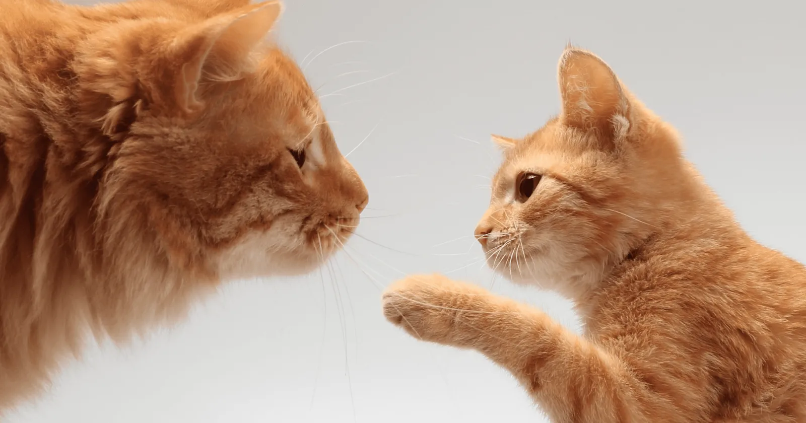 Orange tabby kitten reaching paw out gently toward adult orange tabby