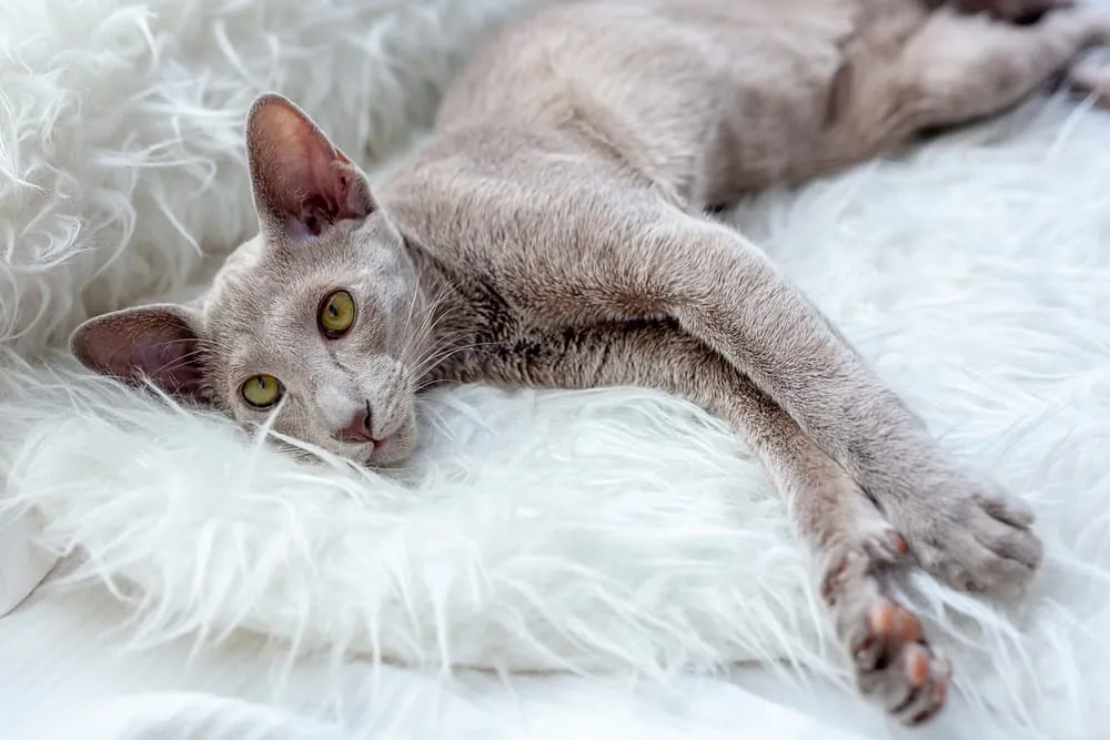 Oriental Shorthair cat breed
