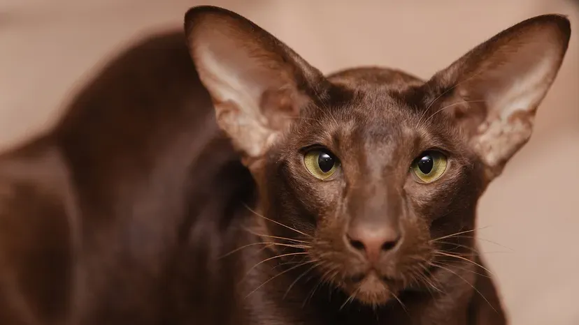 Oriental Shorthair cat with large ears and sleek body