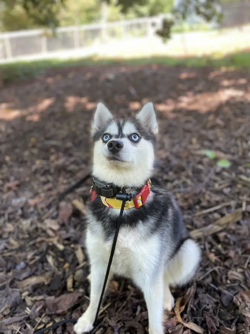 A happy owner being reunited with their well-behaved dog after a successful dog boarding with training program.