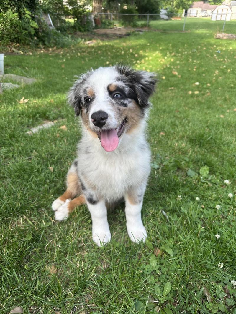 An owner's hand giving a small treat to a happy Australian Shepherd puppy outdoors, reinforcing a successful potty training moment.