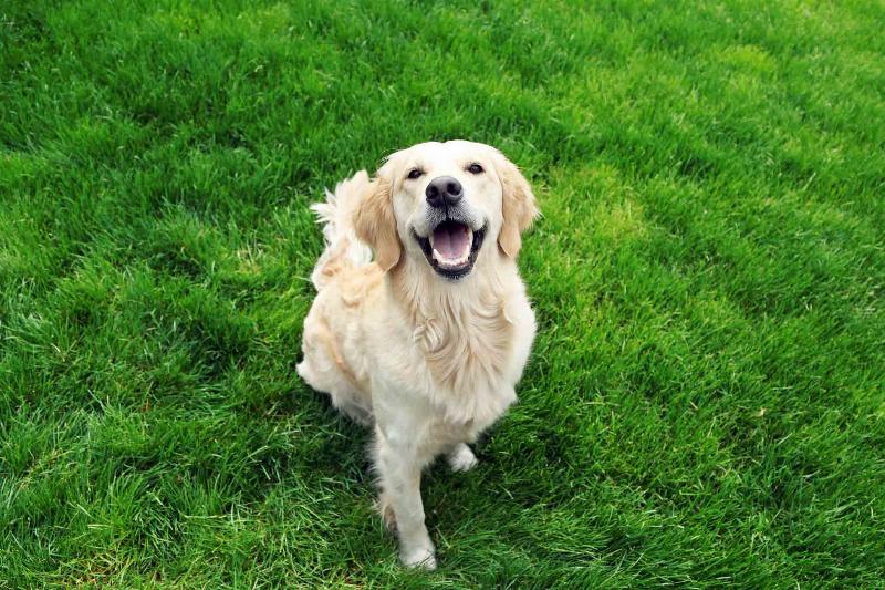 An owner happily working with their Golden Retriever during an in-home dog training elite huntsville session, practicing a 'sit' command.