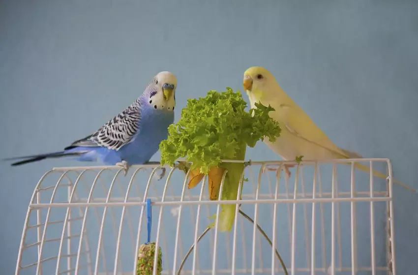 Parakeets ladder