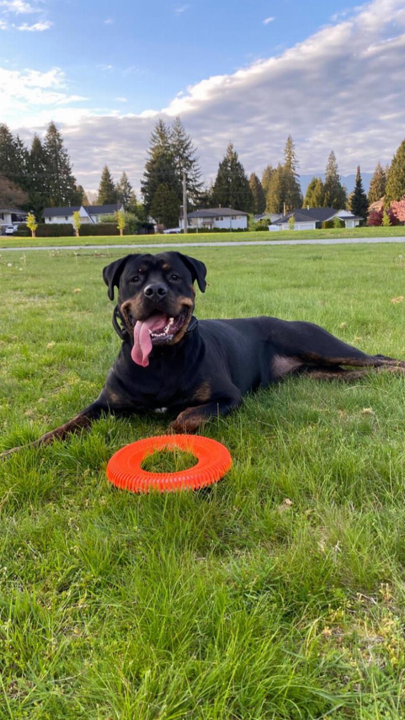 Pat Nolan dog training teaching loose leash walking