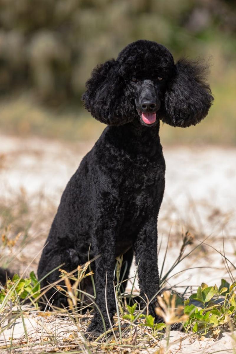 Positive reinforcement dog training session, happy owner and dog, building trust and connection.