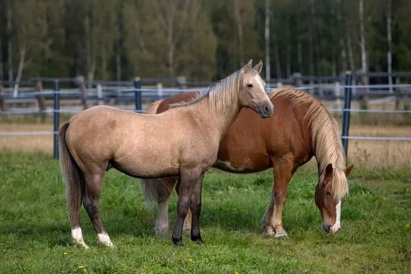 Percheron horse in a field