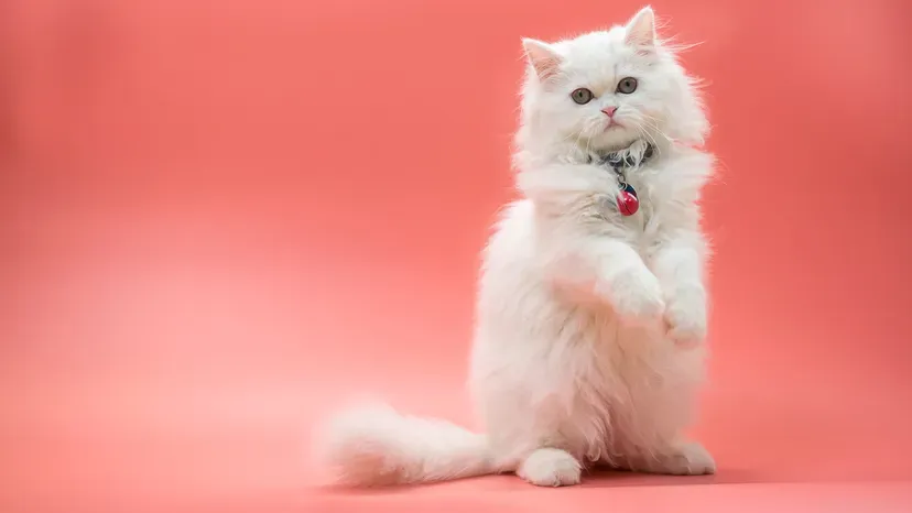 Persian cat with long grey and white fur