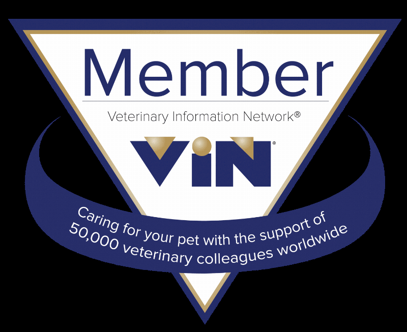 alt-text=A calico cat curiously observing its owner, symbolizing understanding feline communication inspired by Pete the Cat stories.
