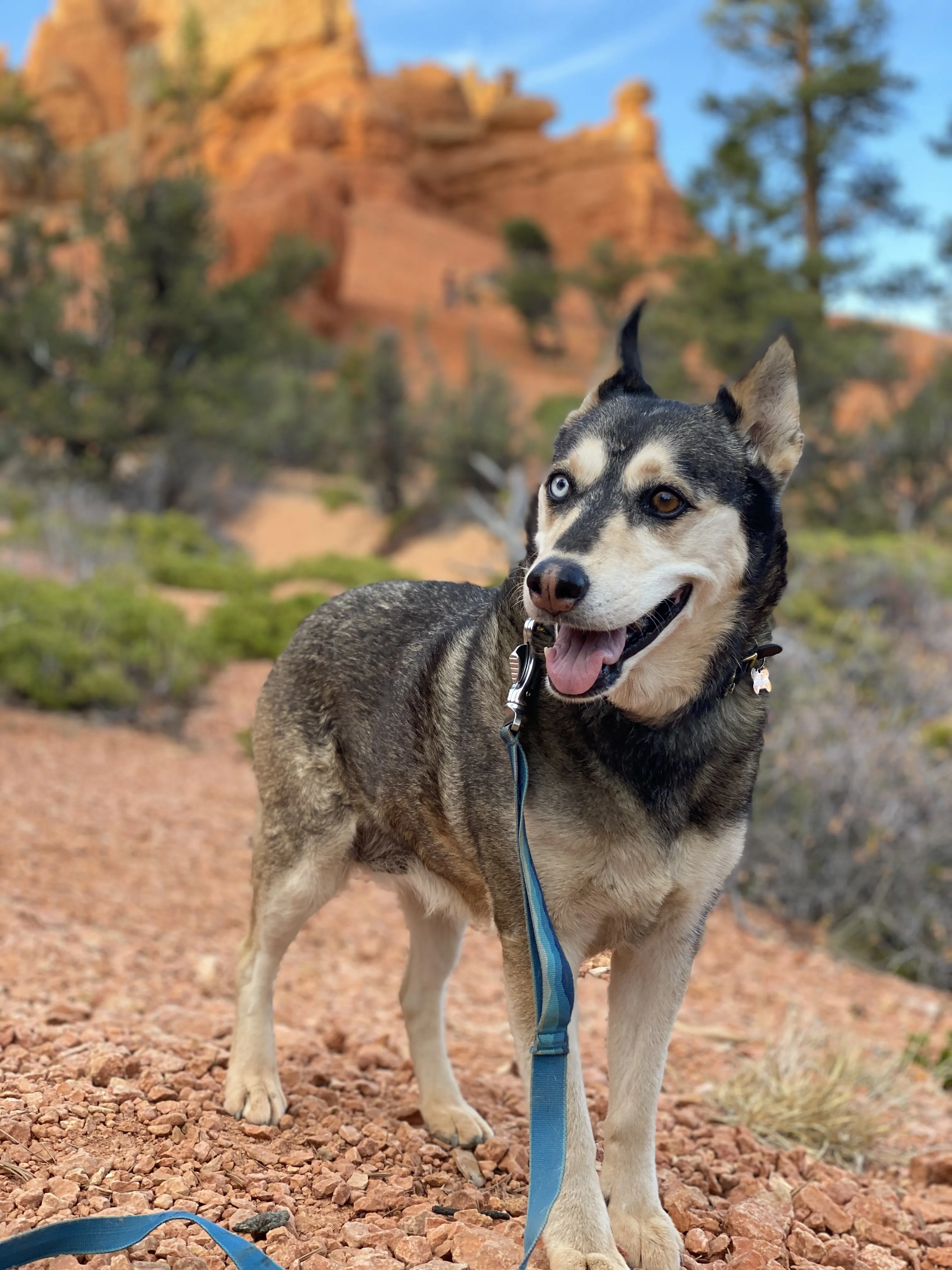 Photo of Juno the dog in Bryce Canyon, located in Utah.