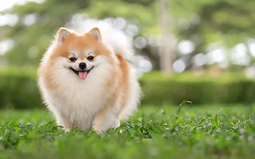 Pomeranians, small dogs and considered among the best dog breeds for seniors, are depicted.