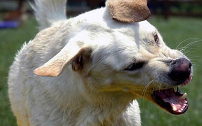 Close-up of a trainer's hand giving a small treat to a German Shepherd puppy that is sitting perfectly