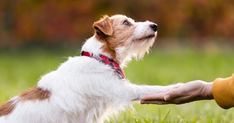 A trainer giving a small dog a treat as a reward during a humane society dog training class, demonstrating positive reinforcement.