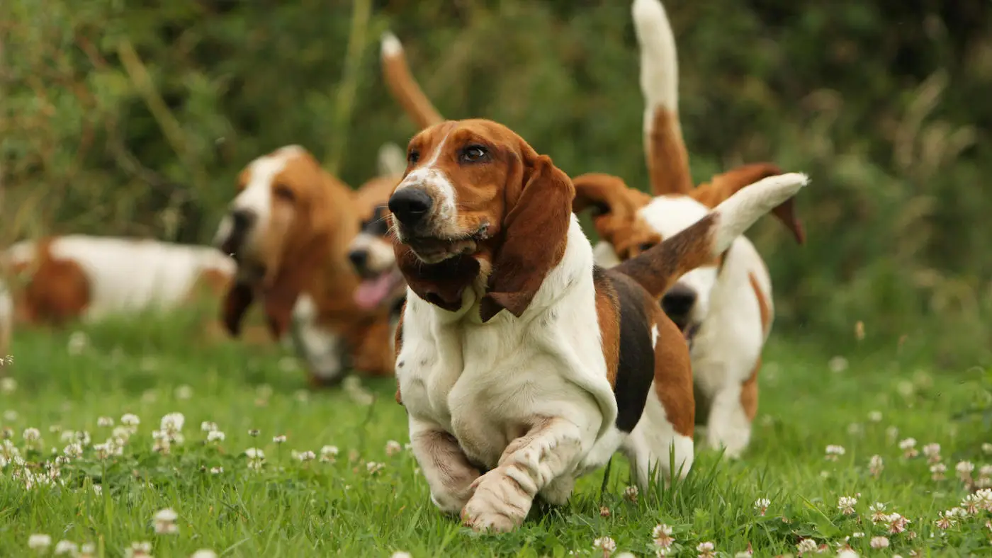 Potty Training a Basset Hound Puppy