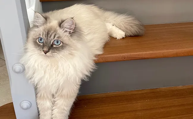 Price of the Neva Masquerade