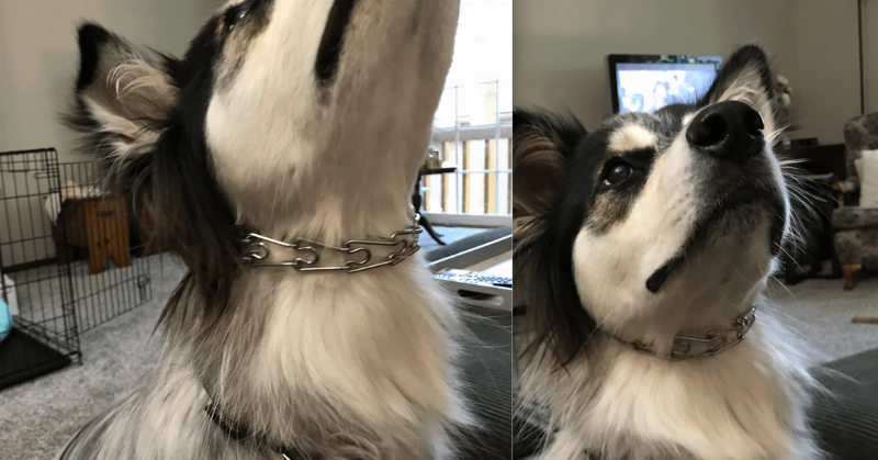 A close-up view of a properly fitted shock collar on a Labrador's neck, illustrating the 'two-finger' rule for the best and safest use.