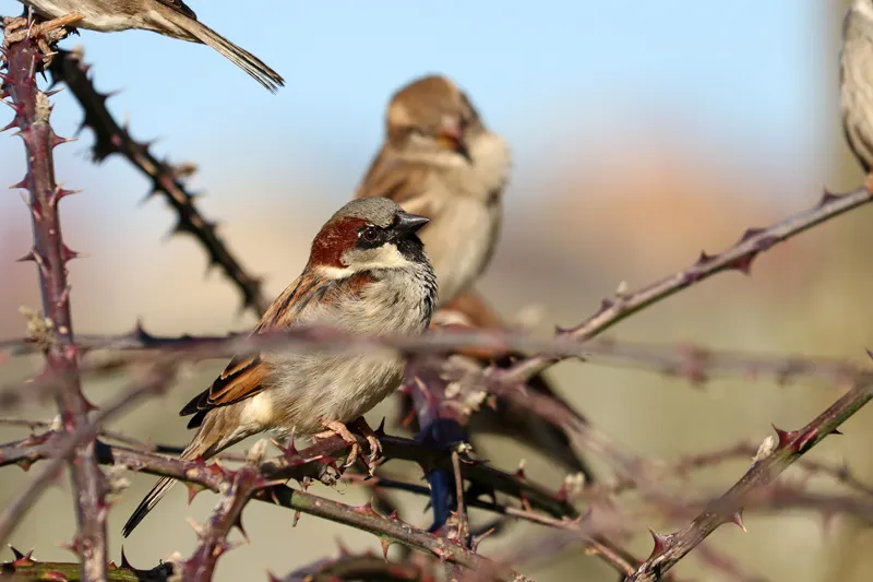 Puffed chest display