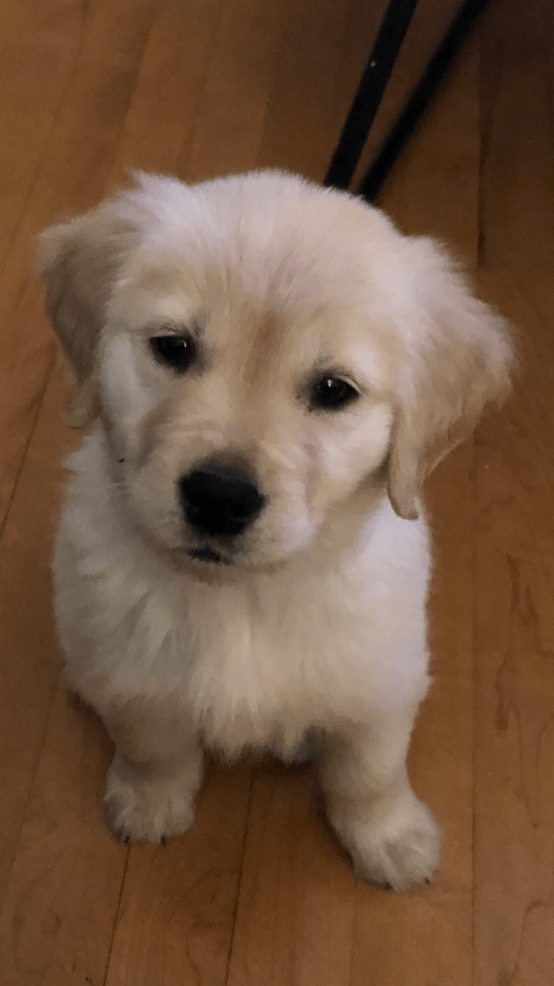 A happy golden retriever puppy actively chewing on a durable, red rubber chew toy instead of furniture.